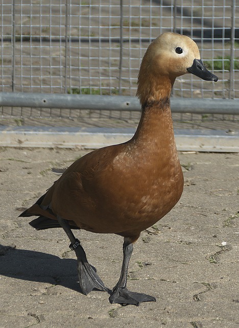 贡萨洛